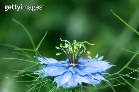 Single Blue Flower Of Love In A Mist Or Ragged Lady Or Devil On Flower