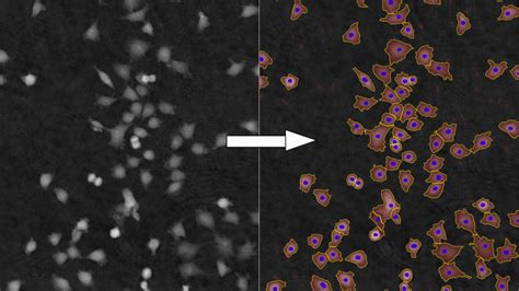 Kinetic Cell Proliferation Assay Holomonitor® Live Cell Assay Phi