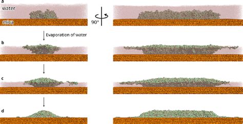 Drying Dynamics Of The Polymer Grafted Cnf On The Mica Surface Ad