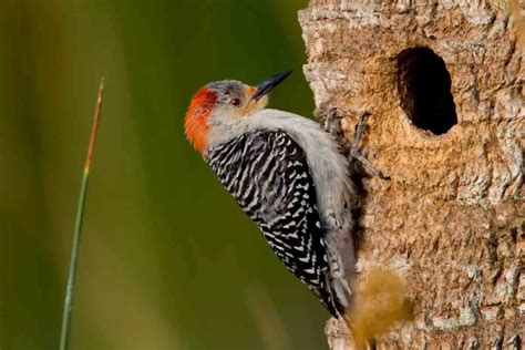 Woodpecker Nest Facts - All Your Questions Answered Here - Gardenia Organic