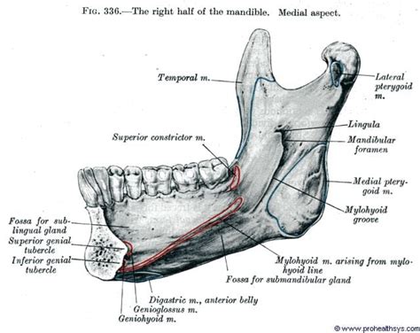 Mandible Prohealthsys