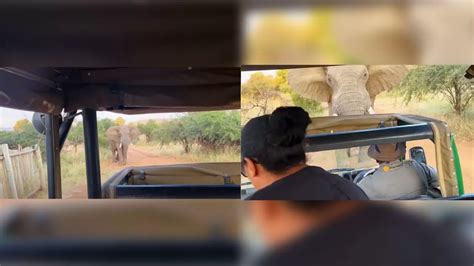 Watch Video Elephant Lifts Safari Truck Terrifying Encounter Caught