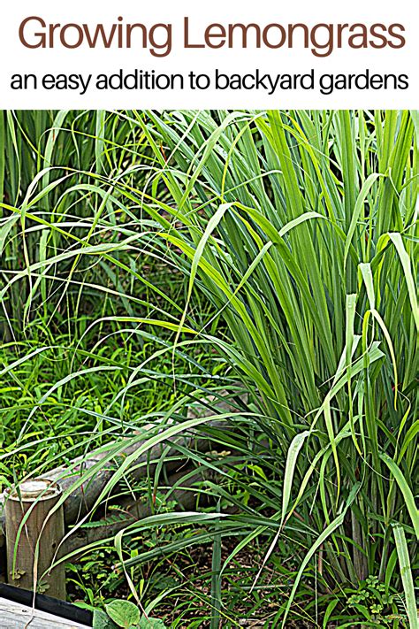 Love Fresh Lemongrass Did You Know That Growing It Is Incredibly Easy