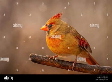 A Female Northern Cardinal On A Branch In Winter Stock Photo Alamy