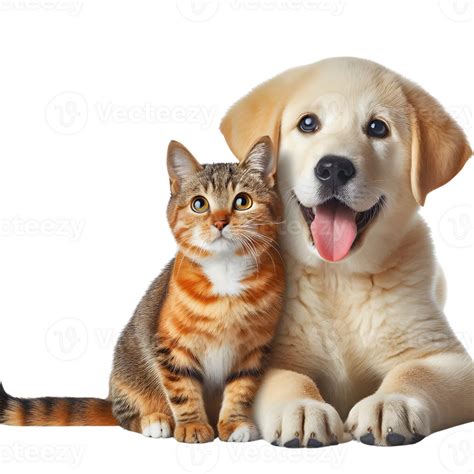 cute cat  dog togather  transparent background  png