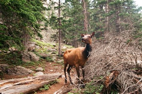 taken very close to my camp. the oneness with nature while camping is profound : r/camping