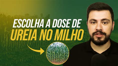 Qual A Dose De Nitrog Nio Para O Milho E Qual O Manejo Do Nutriente