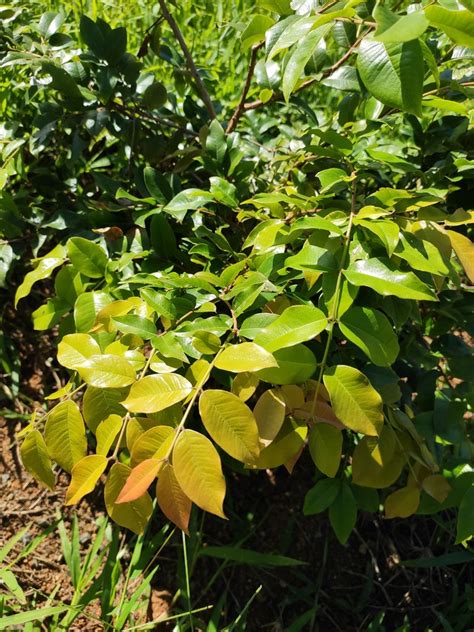 Cu Nto Tarda Un Rbol De Ciruela En Dar Frutos Fiapa