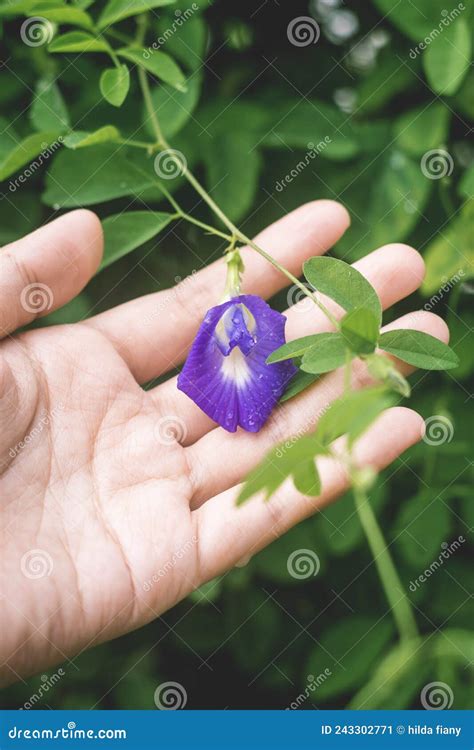 Uma Planta Florescente De Ervilha Borboleta Clitoria De Cor Azul