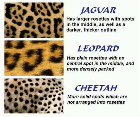 Jaguar Leopard Cheetah Know The Difference Cheetah Big Cats