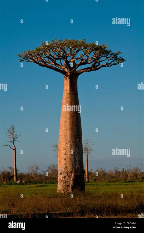 South African Baobab Tree