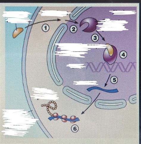 Physio Endocrine System Steroid Hormone Action Diagram Diagram