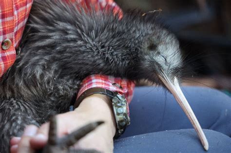 New Zealand Fights To Save Its Flightless National Bird Flipboard