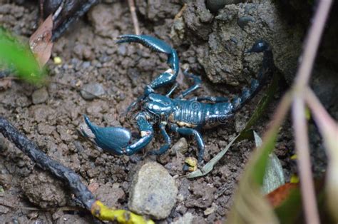 Tropical Blue Scorpion stock photo. Image of blue, nature - 203846252