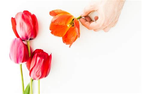 Premium Photo Close Up Of Hand Holding Tulip Against White Background