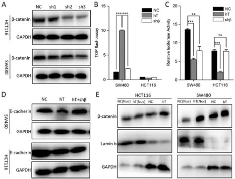 Interfere With β Catenin In Hct116 And Sw480 Cells A β Catenin Knocks Download Scientific