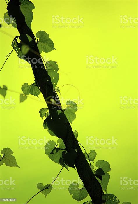 Vine Growing On A Tree Stock Photo Download Image Now Backgrounds