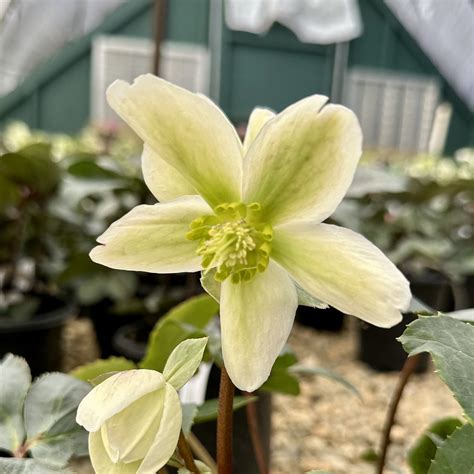 Helleborus ‘Ivory Prince’ PP16199 | Piedmont Carolina Nursery
