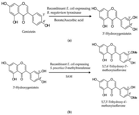 Scheme 1 Diagram Of The Biotransformation Of Genistein By The Two