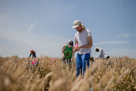 Ein Feld Mit Zukunft K Nstliche Intelligenz F R Besseres Saatgut Kws