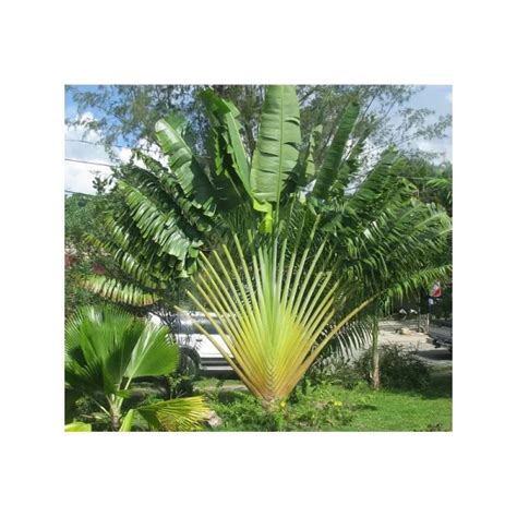 Seeds Ravenala Madagascariensis - Traveller’s Tree