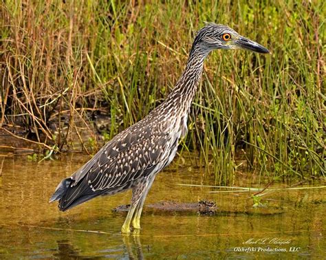 Juvenile Yellow Crowned Night Heron Photograph By Mark Olshefski