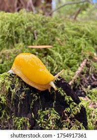 Two Yellow Banana Slugs Redwood Forest Stock Photo 1754932346