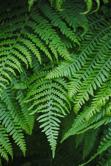 Plant Forest Green Fern Fiddlehead Green Color Fern Free Image