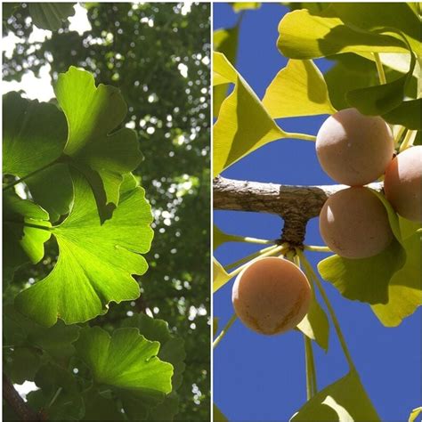 Planta De Ginkgo Biloba Gingo Arbol De Los Cuarenta Escudos Altura