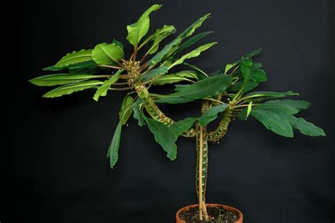 Spuckpalme Euphorbia Leuconeura Pflege