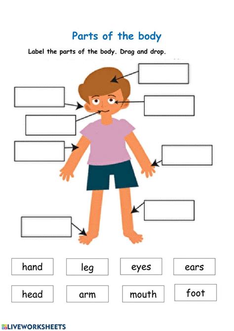 Parts Of The Body Interactive Activity For Preschool You Can Do The