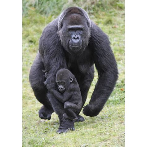 Gorilla Spends Her Final Moments Hugging Man Who Saved Her As A Baby - Animal The World