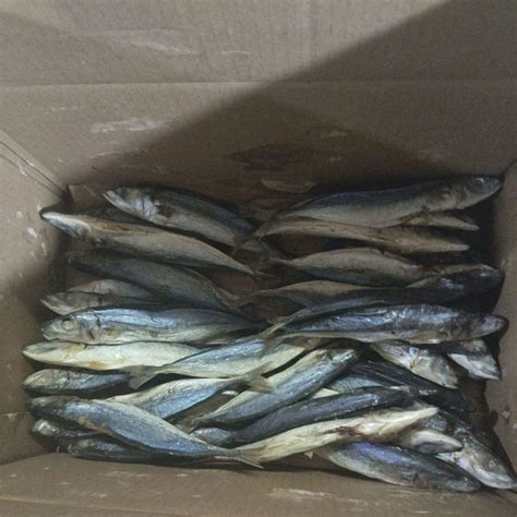 Jual Ikan Asin Klotok Ikan Layang Besar Shopee Indonesia