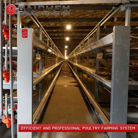 Automatic Chicken Broilers Cage System H Type Modern Design Broiler