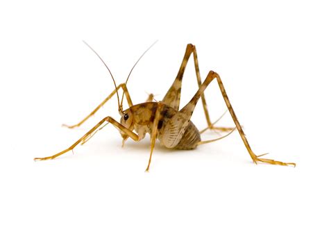 Can Camel Crickets Hurt You? - ClearDefense Pest Control