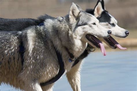 Wolf vs Husky: Oh Yes... There Are HUGE Differences!