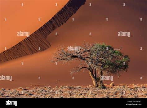 Sand Dunes, Namib Naukluft National Park, Namibia, Africa Stock Photo ...