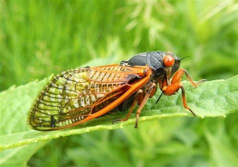 Periodical Cicadas (Magicicada sp.) in Texas | Periodical cicadas ...