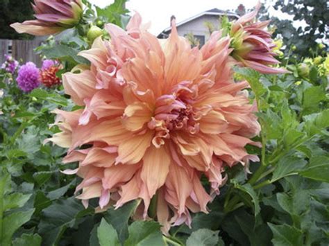 Sherwood Peach Old House Dahlias