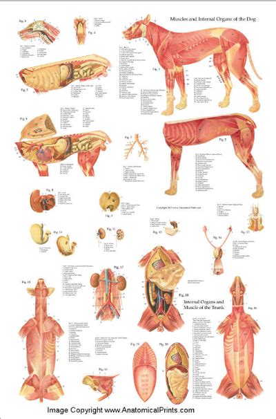 Canine Anatomy - learn about animal anatomy