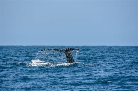 Local Guide to Whale Watching in Puerto Vallarta [2023] - Take Me To Puerto Vallarta