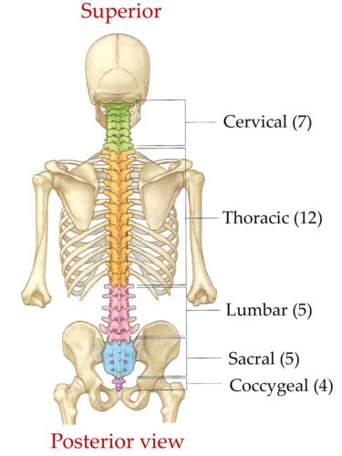 Fom Anatomy Vertebral Column Flashcards Quizlet