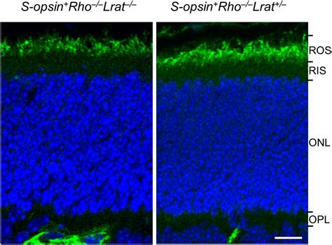 Dimerization Of Visual Pigments In Vivo Pnas