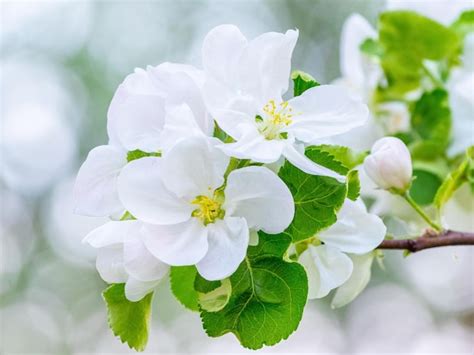 Una Rama De Un Manzano Con Grandes Flores Blancas En Un Primer Plano