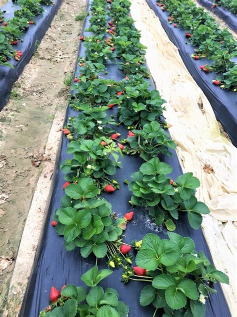 Fletcher Farm Strawberries Carrying On A Sweet Tradition Louisiana