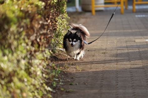 犬に必要な『散歩の時間』って何分？犬種ごとの目安や注意点を解説 わんちゃんホンポ