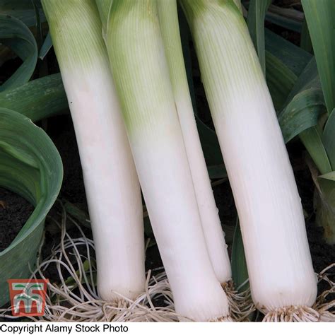 Leek Autumn Giant 2 Porvite Seeds Thompson Morgan