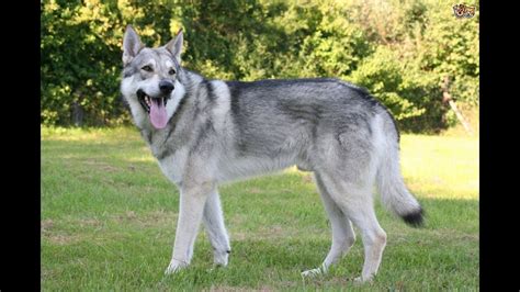 Qué tan rápido es el Perro lobo de Saarloos Blog de ADOPTA un Animal