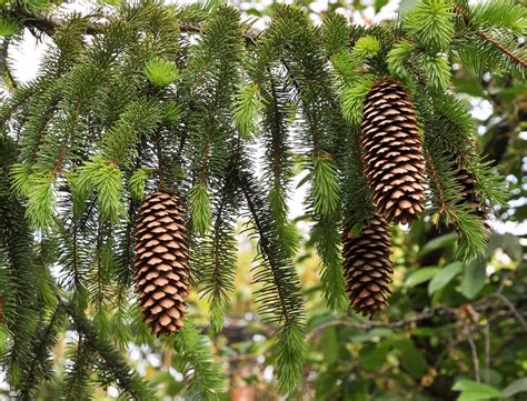 Picea Abies Baltic Whitewood Common Spruce European Spruce Norway