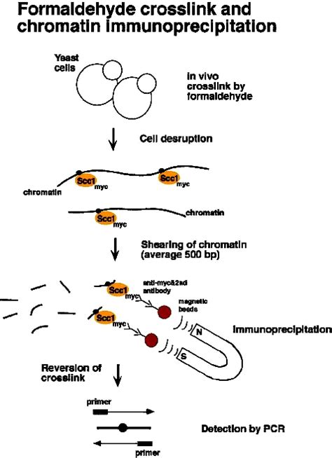 Chromatin Immunoprecipitation In Budding Yeast Mapping Proteindna